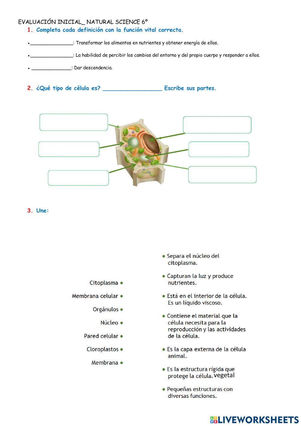 Evaluación inicial 6º science
