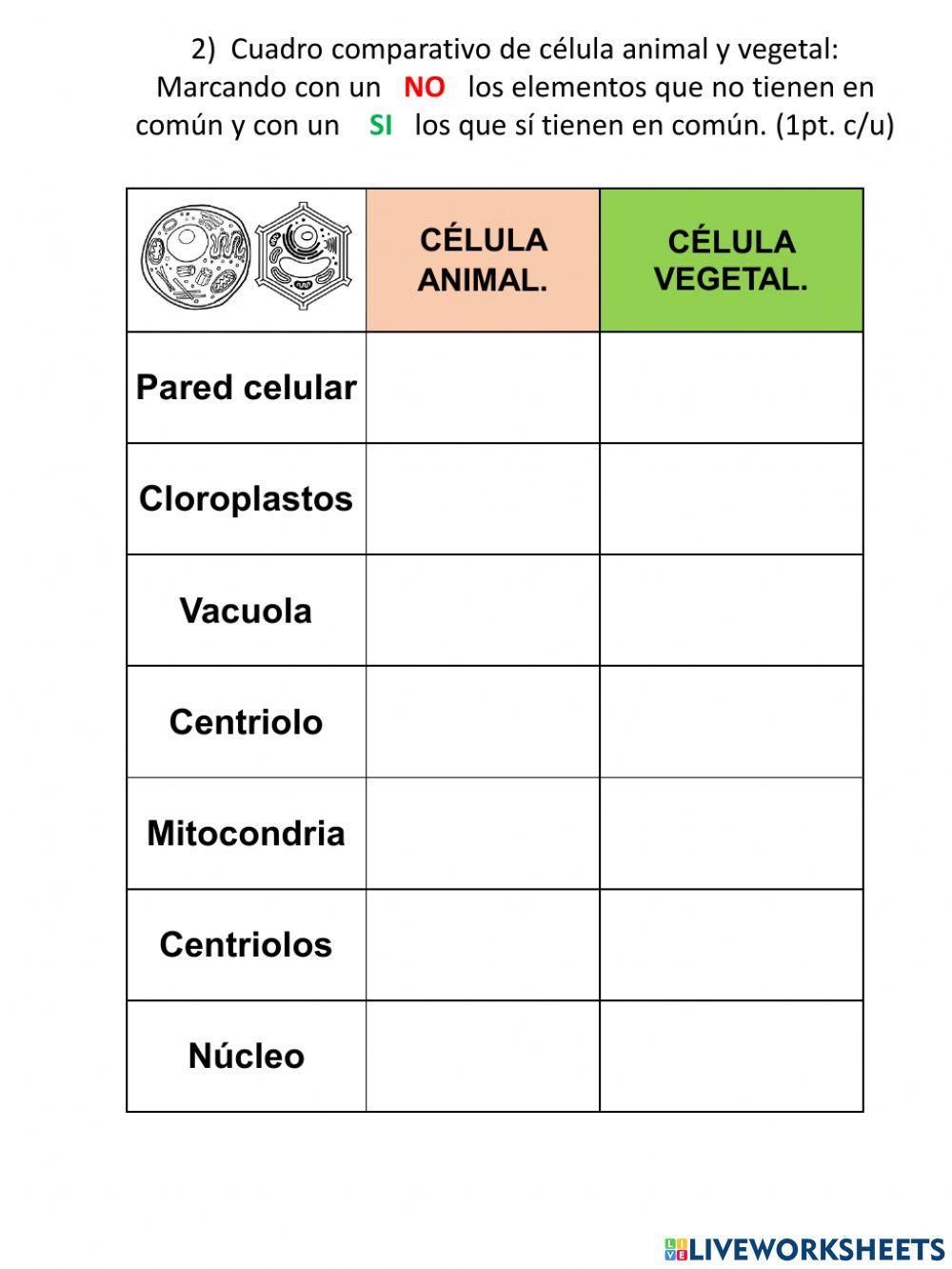 5º Evaluación organización de los sistemas