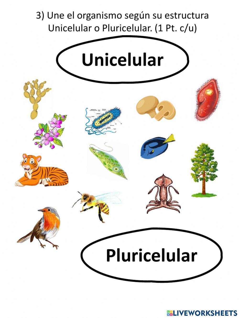 5º Evaluación organización de los sistemas