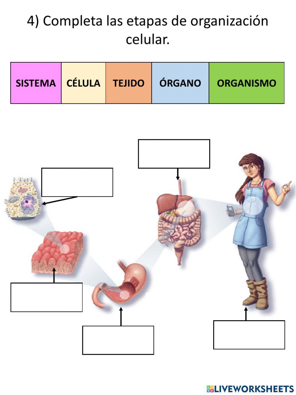 5º Evaluación organización de los sistemas