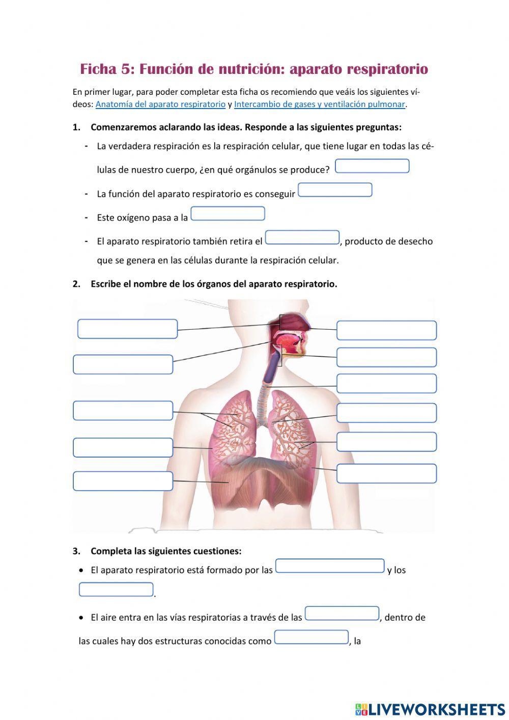 Función de nutrición: aparato respiratorio