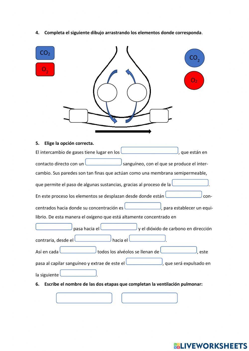 Función de nutrición: aparato respiratorio