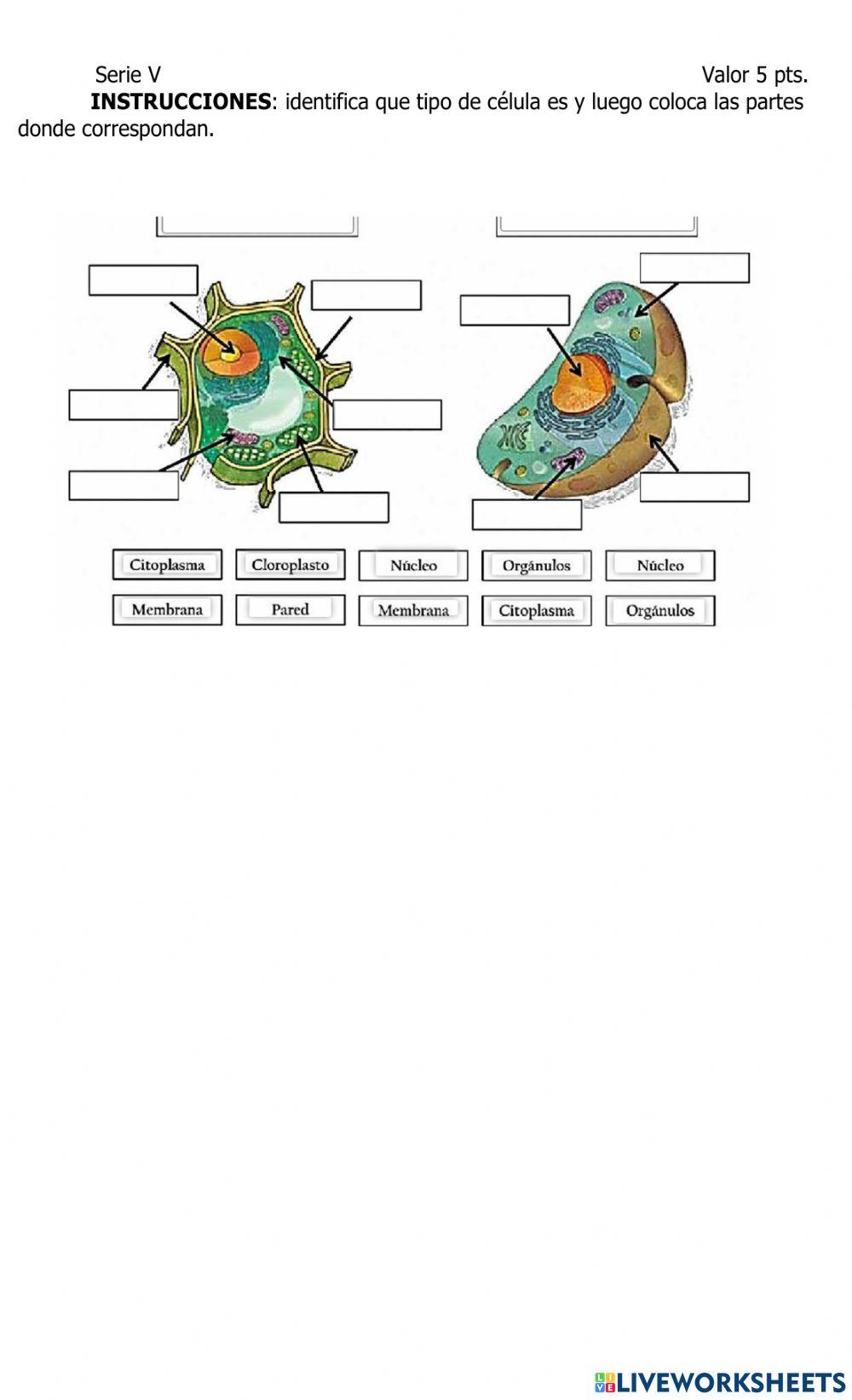 Examen dde Medio Natural