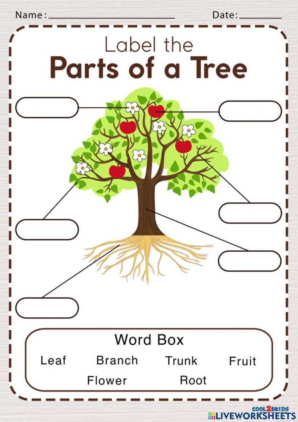 2135601 Parts Of Tree Nat Chimwiset LiveWorksheets 2135601-parts-of-tree-nat-chimwiset-liveworksheets