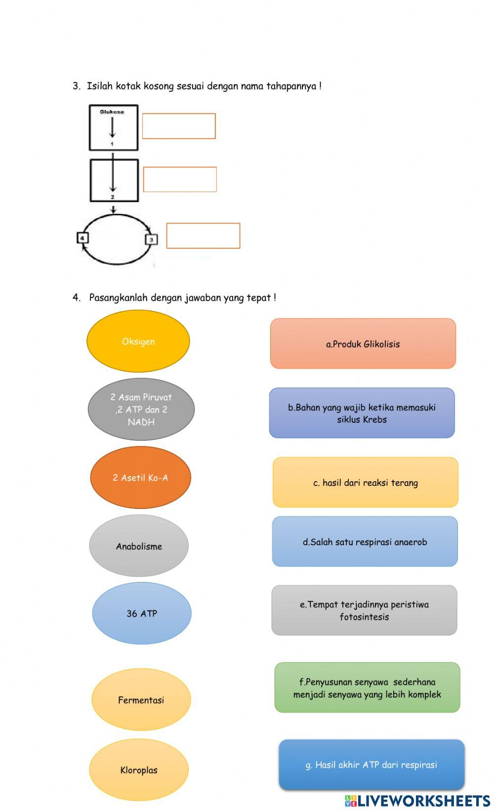 Ulangan harian metabolisme