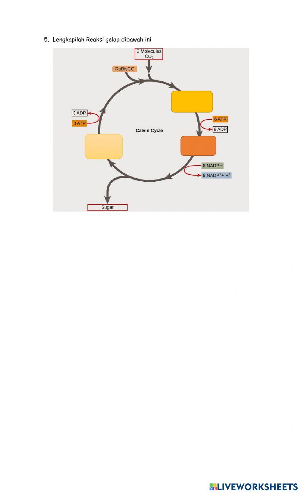 Ulangan harian metabolisme