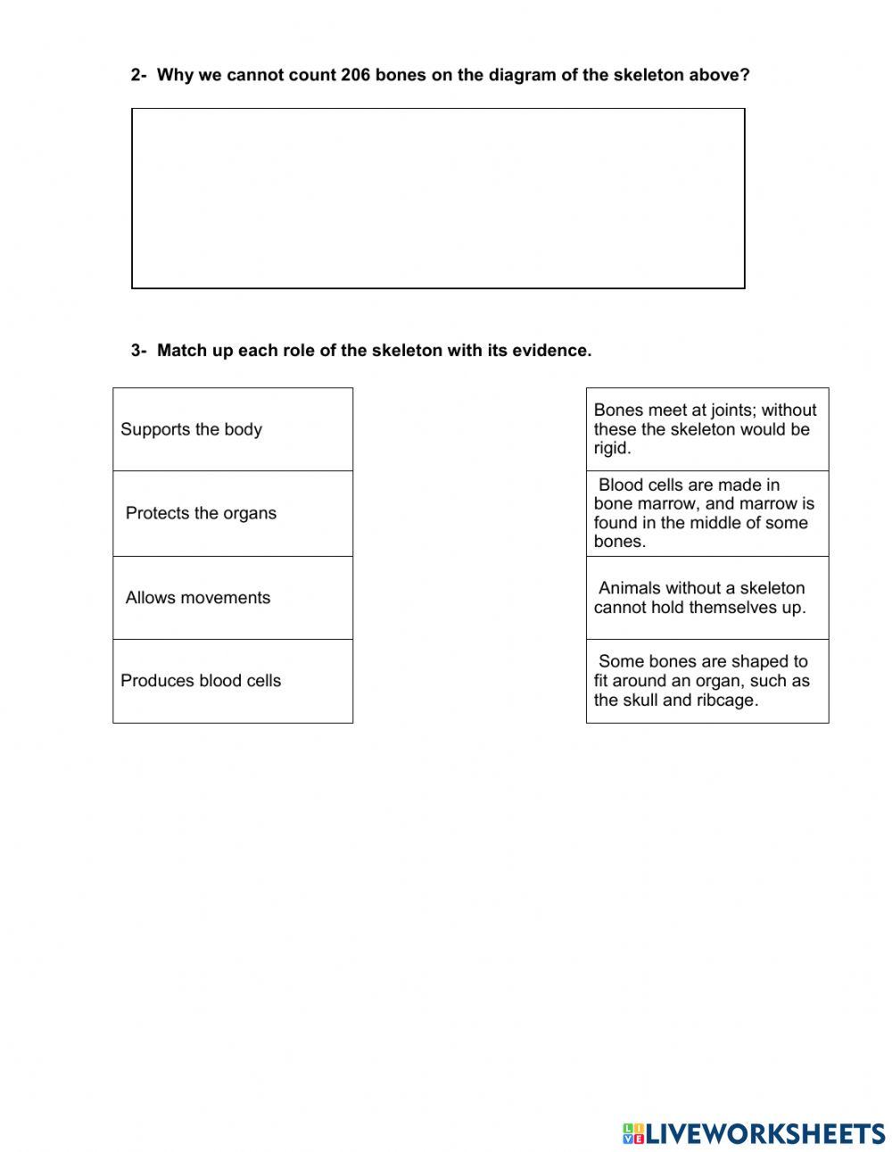 Analysing the skeleton
