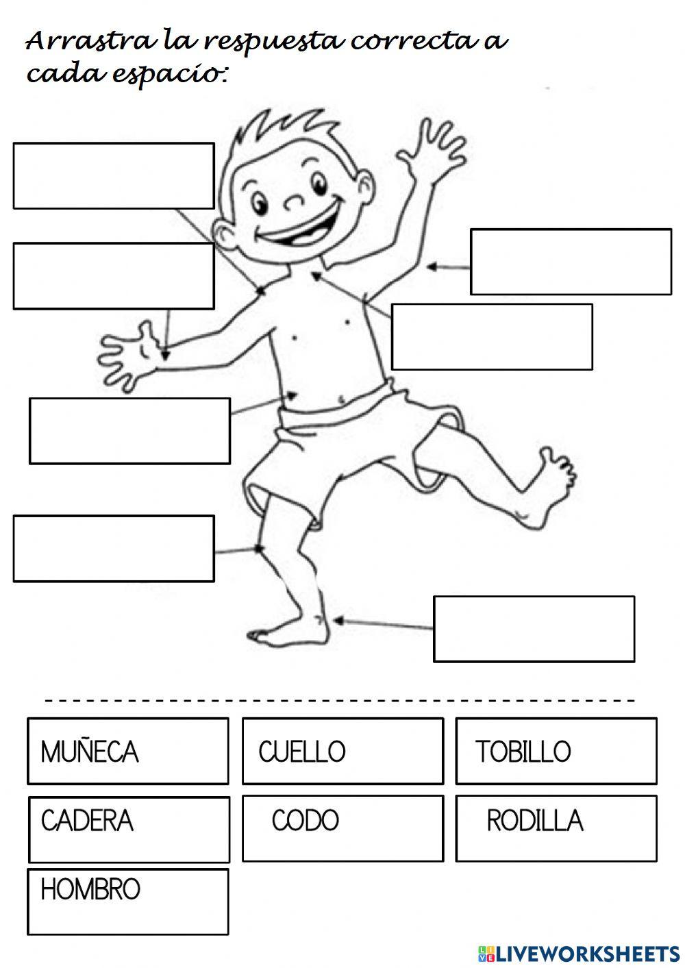 Articulaciones drag & drop