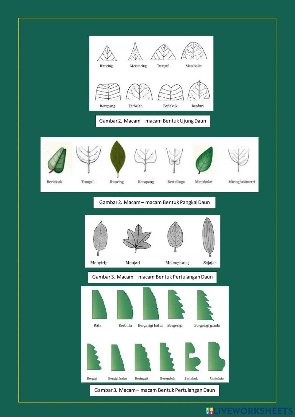 LKPD Keanekaragaman Jenis Tanaman Obat