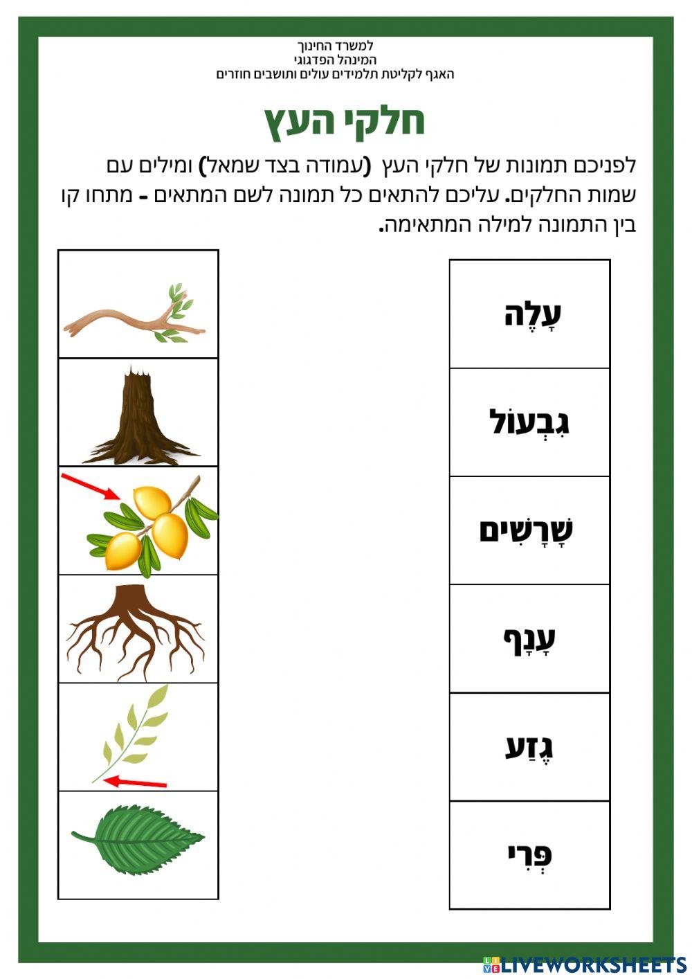 עברית כשפה שנייה