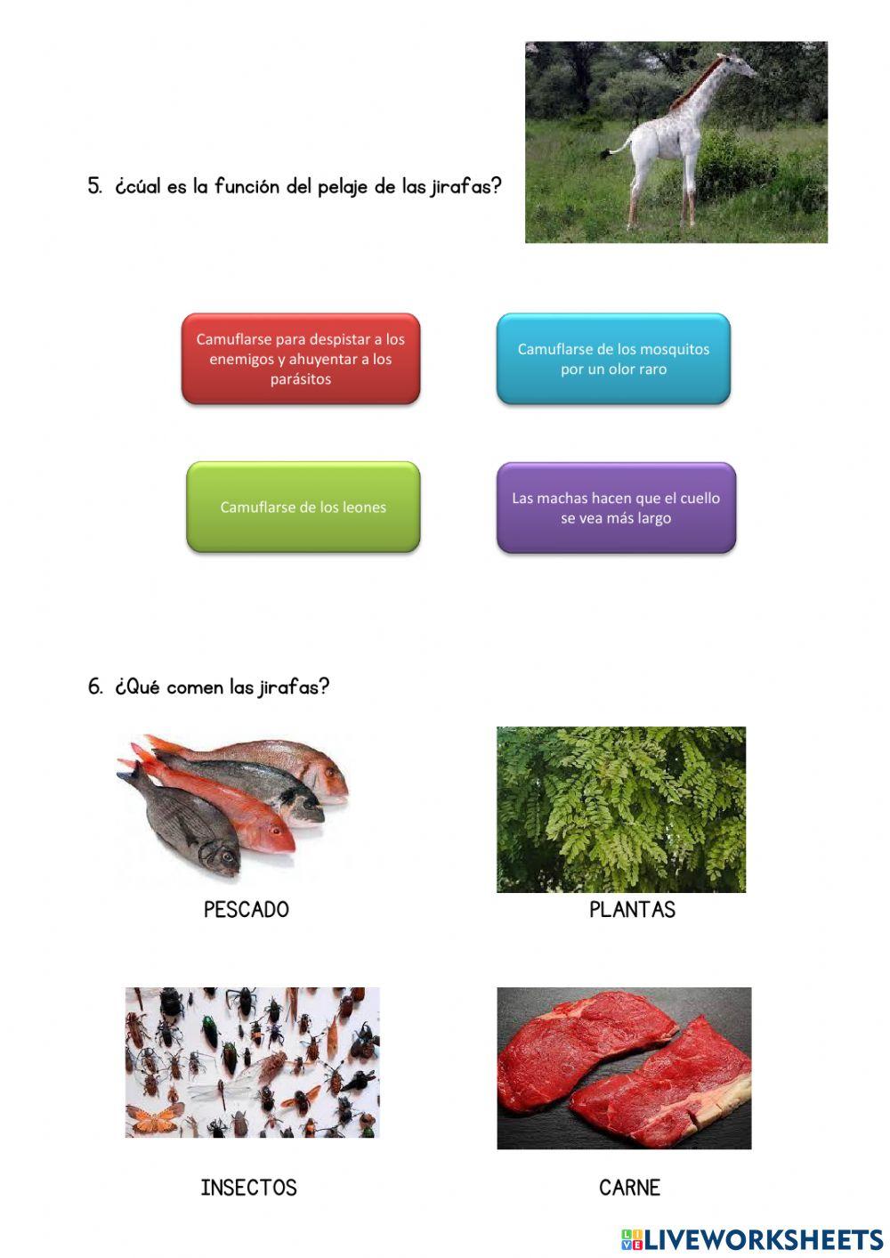 Curiosidades de las jirafas