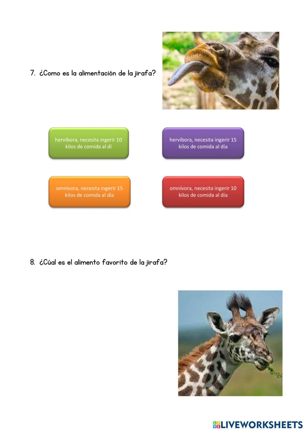 Curiosidades de las jirafas