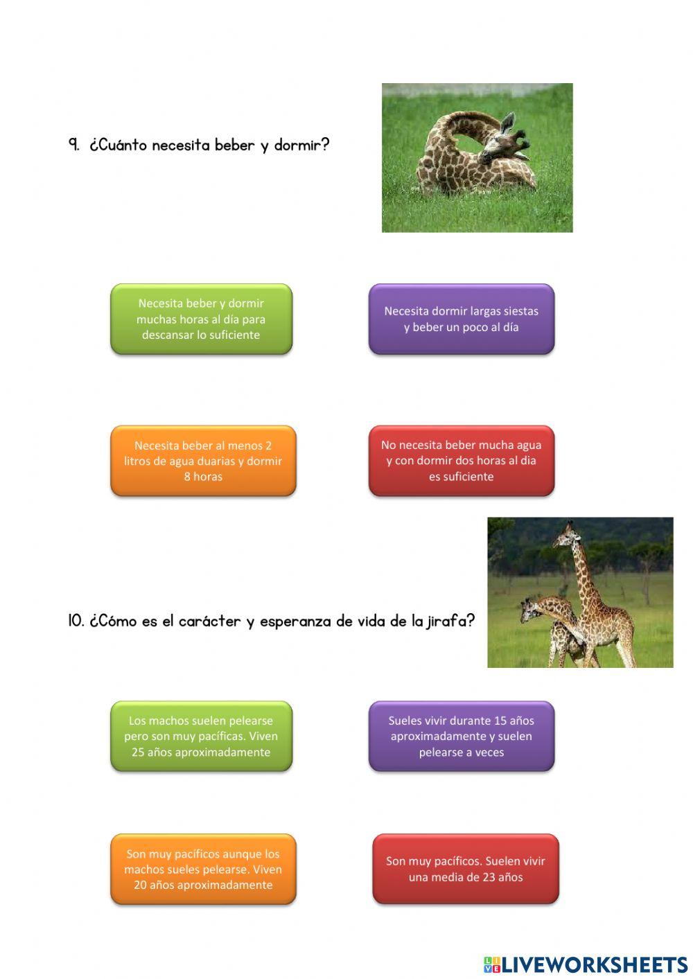 Curiosidades de las jirafas