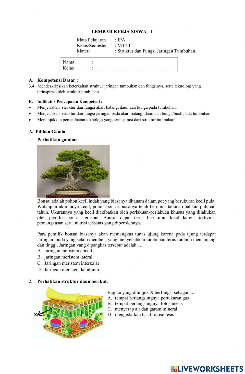 Struktur dan Fungsi Jaringan Tumbuhan
