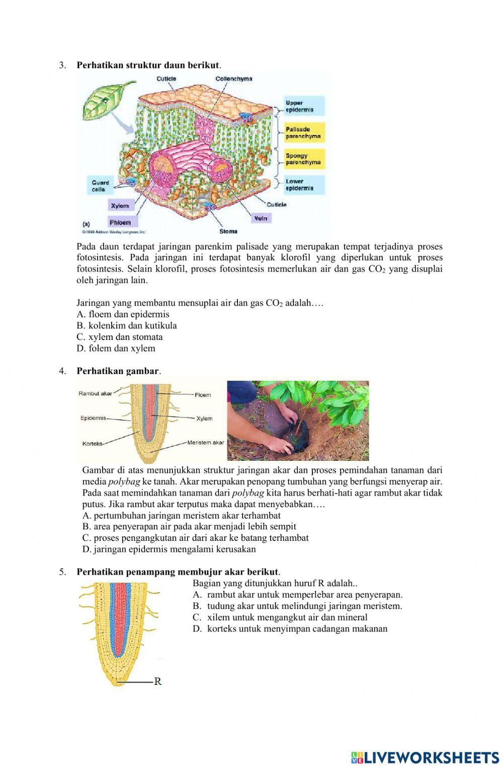 Struktur dan Fungsi Jaringan Tumbuhan