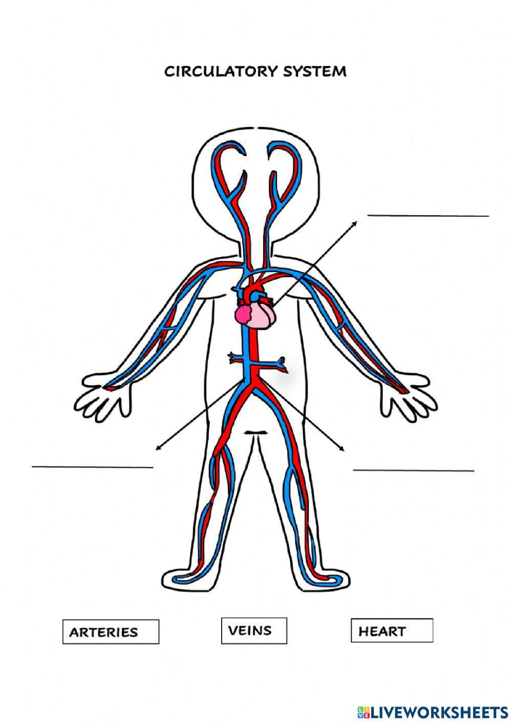 Circulatory system