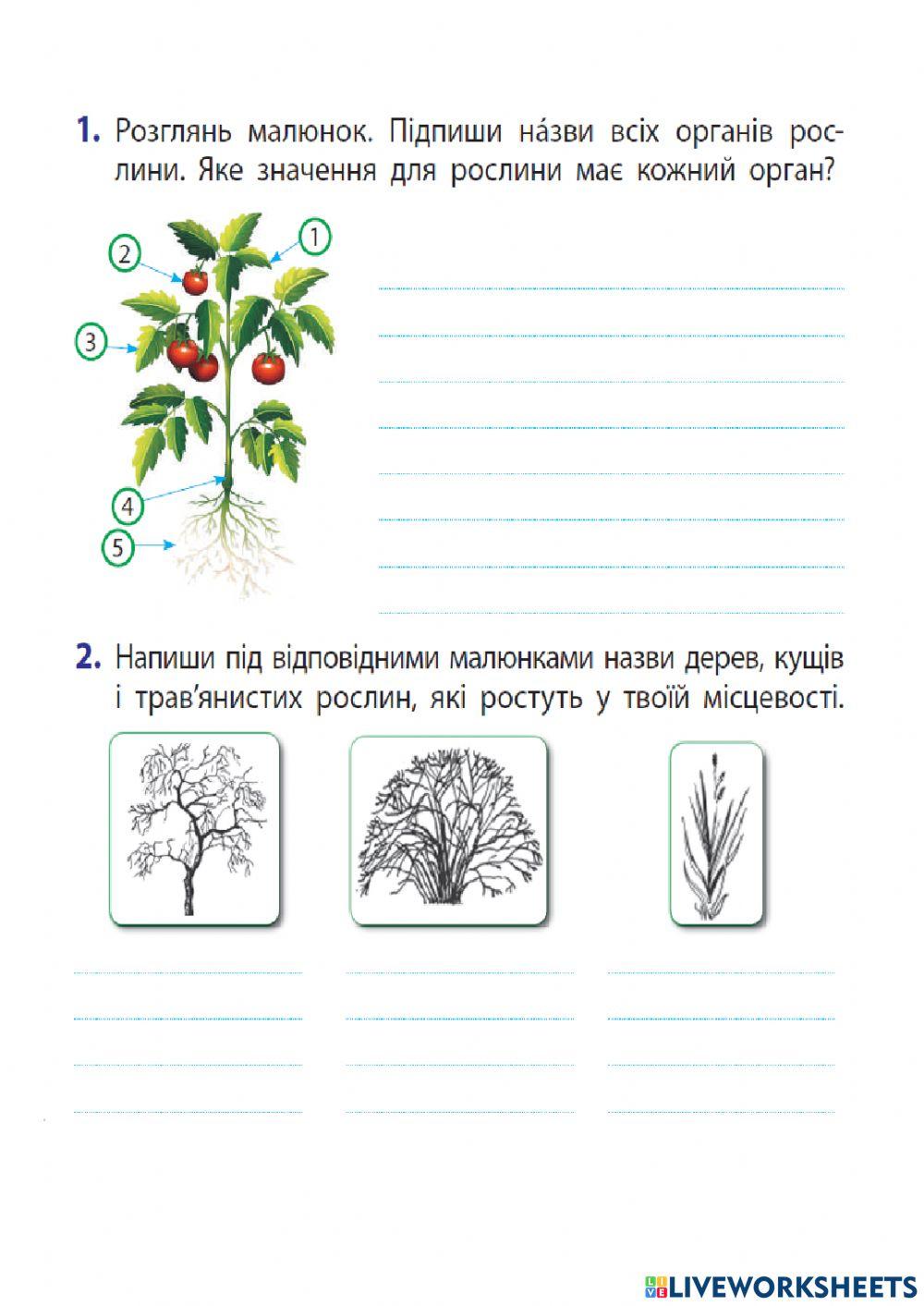 Квіткові рослини