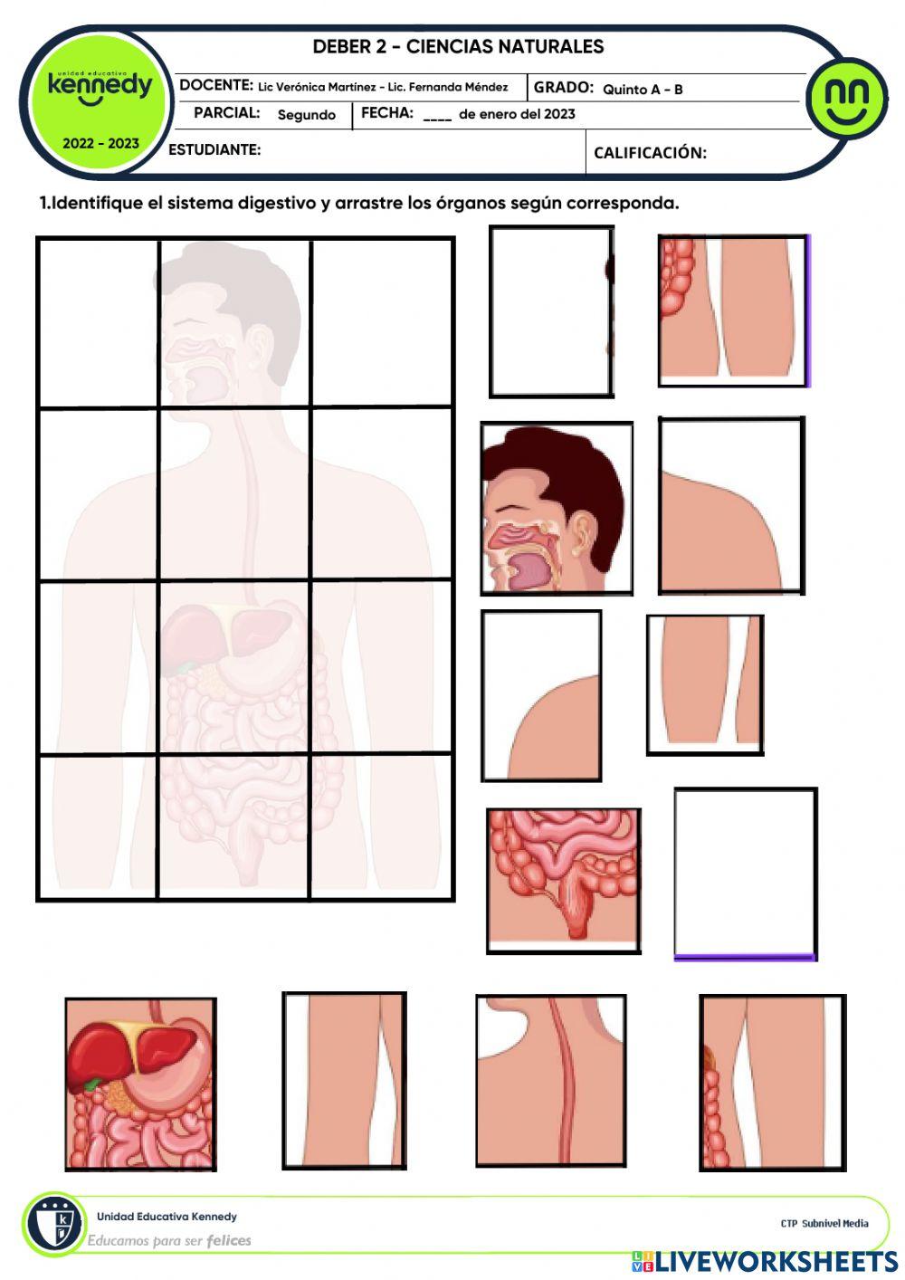 UE Kennedy - Sistema Digestivo