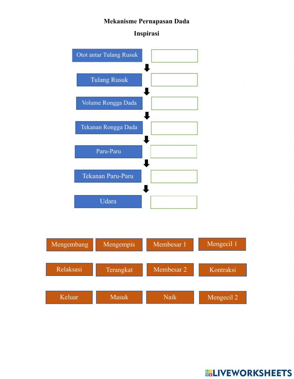 LKPD 2 Mekanisme Pernapasan Manusia