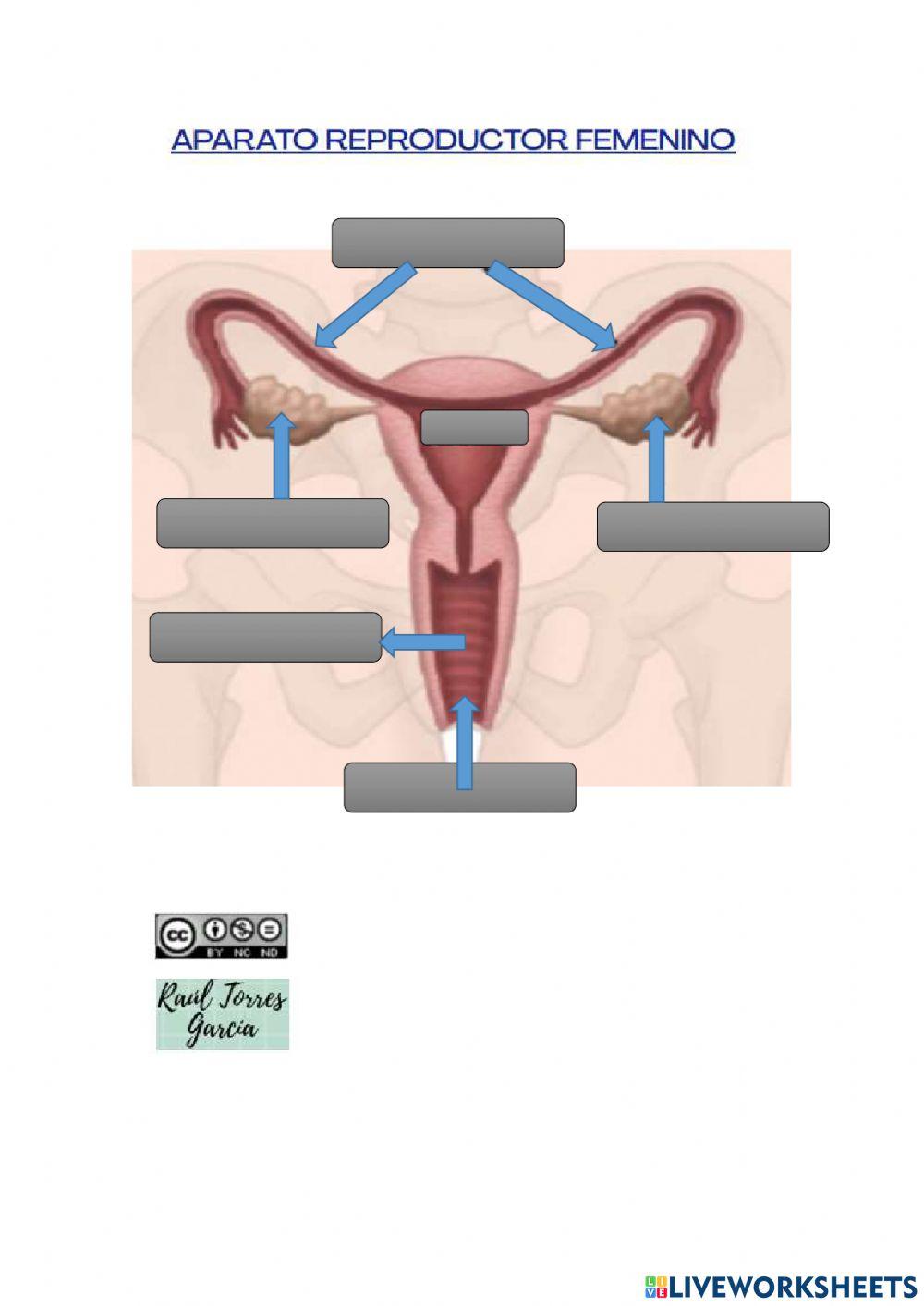 Aparatos reproductores humanos