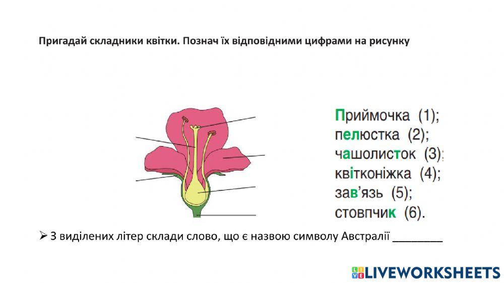 Будова квітки