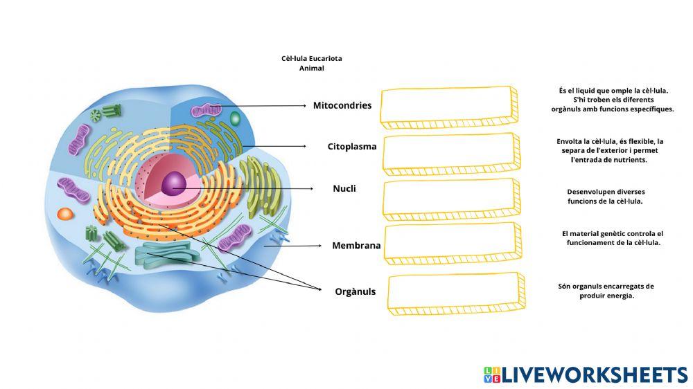 La cèl·lula eucariota