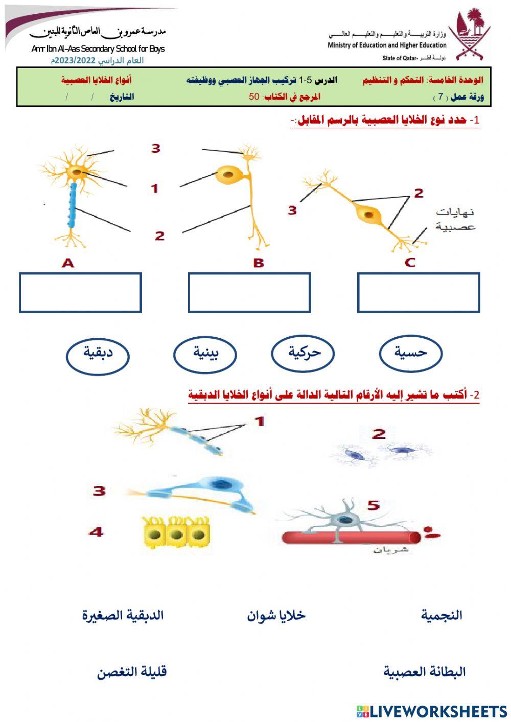 ورقة عمل انواع الخلايا العصبية