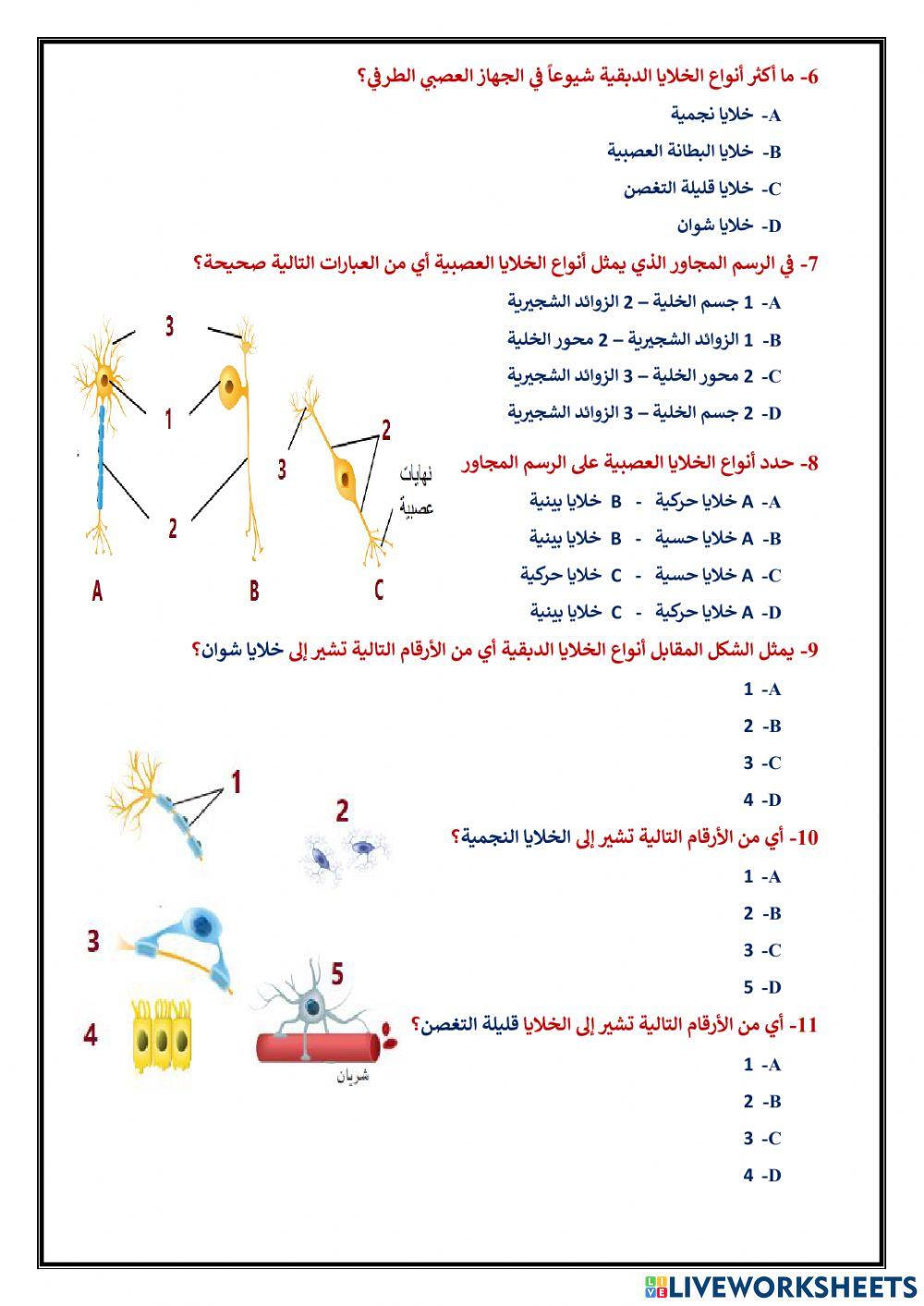 اختياري 6 الجهاز العصبي