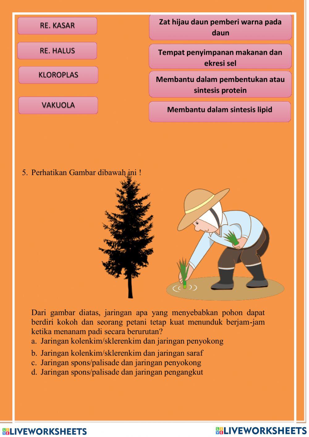 LKPD sel dan jaringan