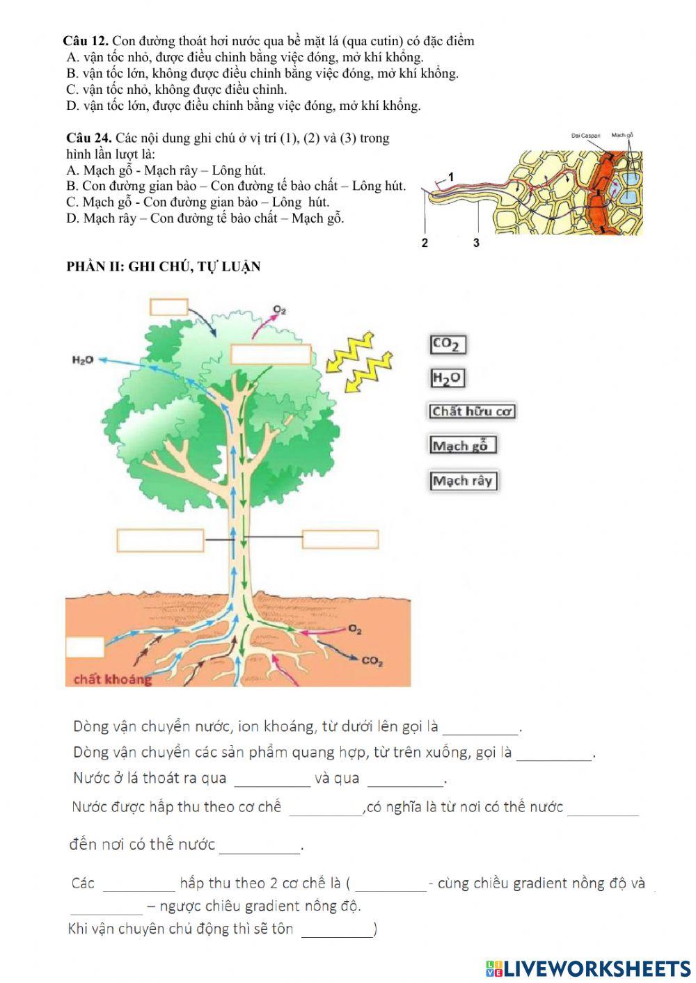 ÔN THI GIỮA HỌC KÌ II - SINH 11