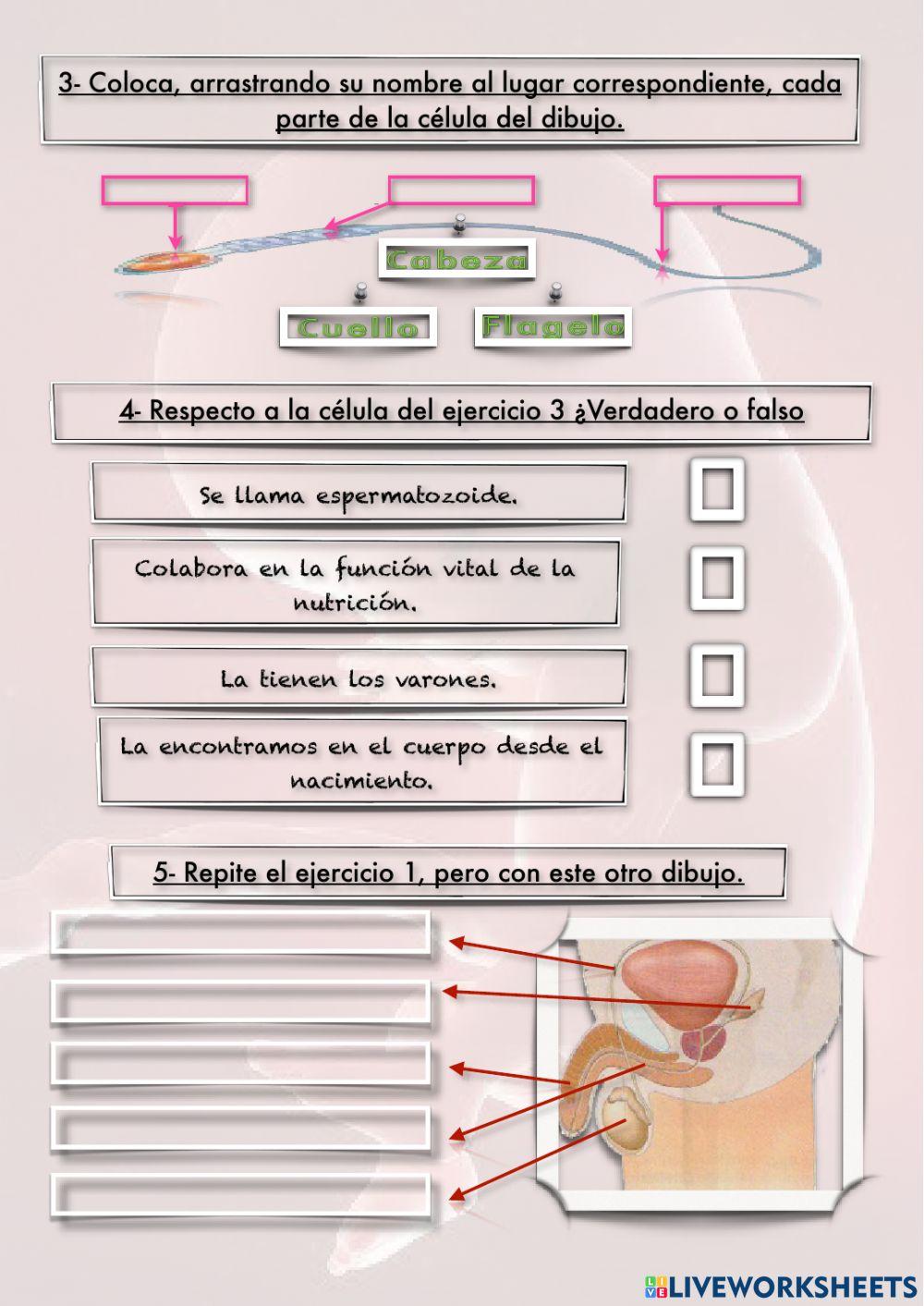 La reproducción-Ficha 1