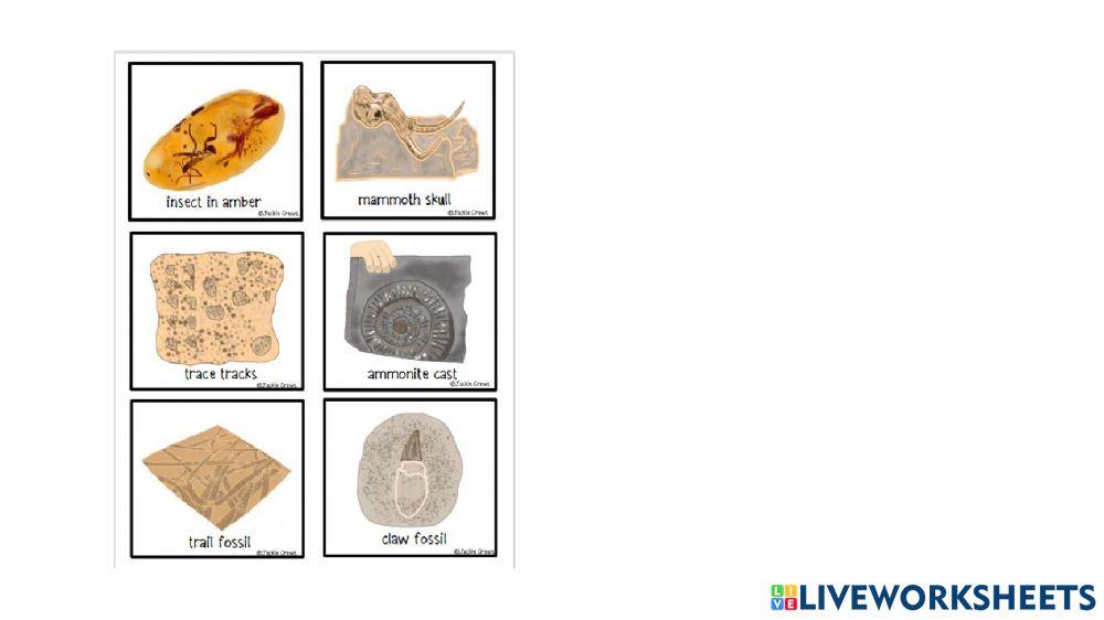 Body Fossil or Trace Fossil