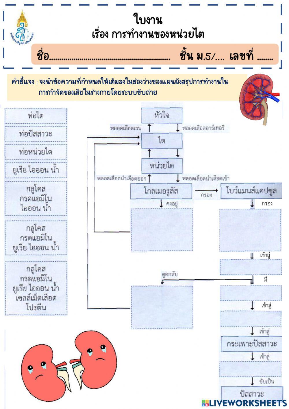การทำงานของหน่วยไต
