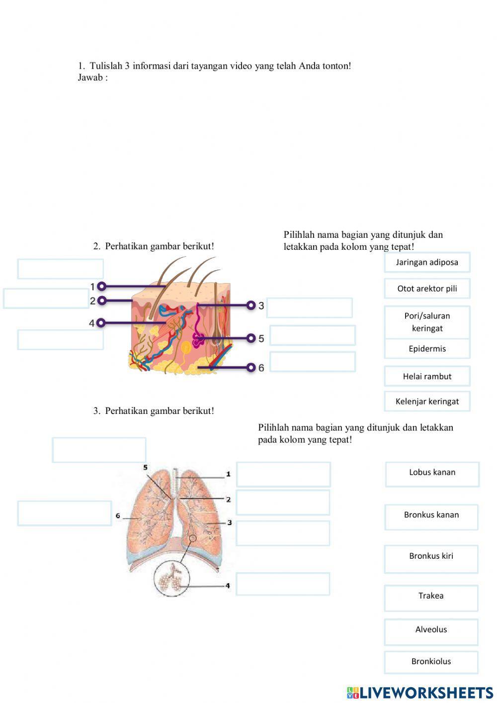 Kuis sistem ekskresi kelas xi mipa online exercise for live worksheets
