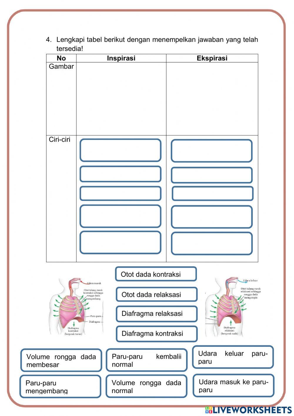 LKPD Sistem Pernapasan Manusia