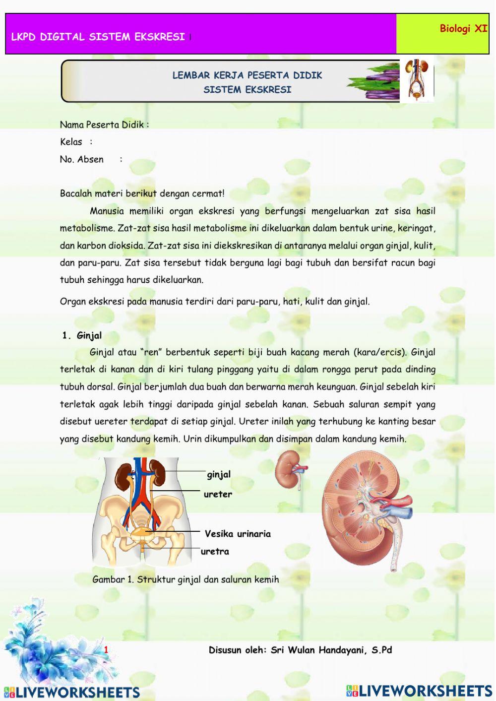 Sistem ekskresi pada manusia