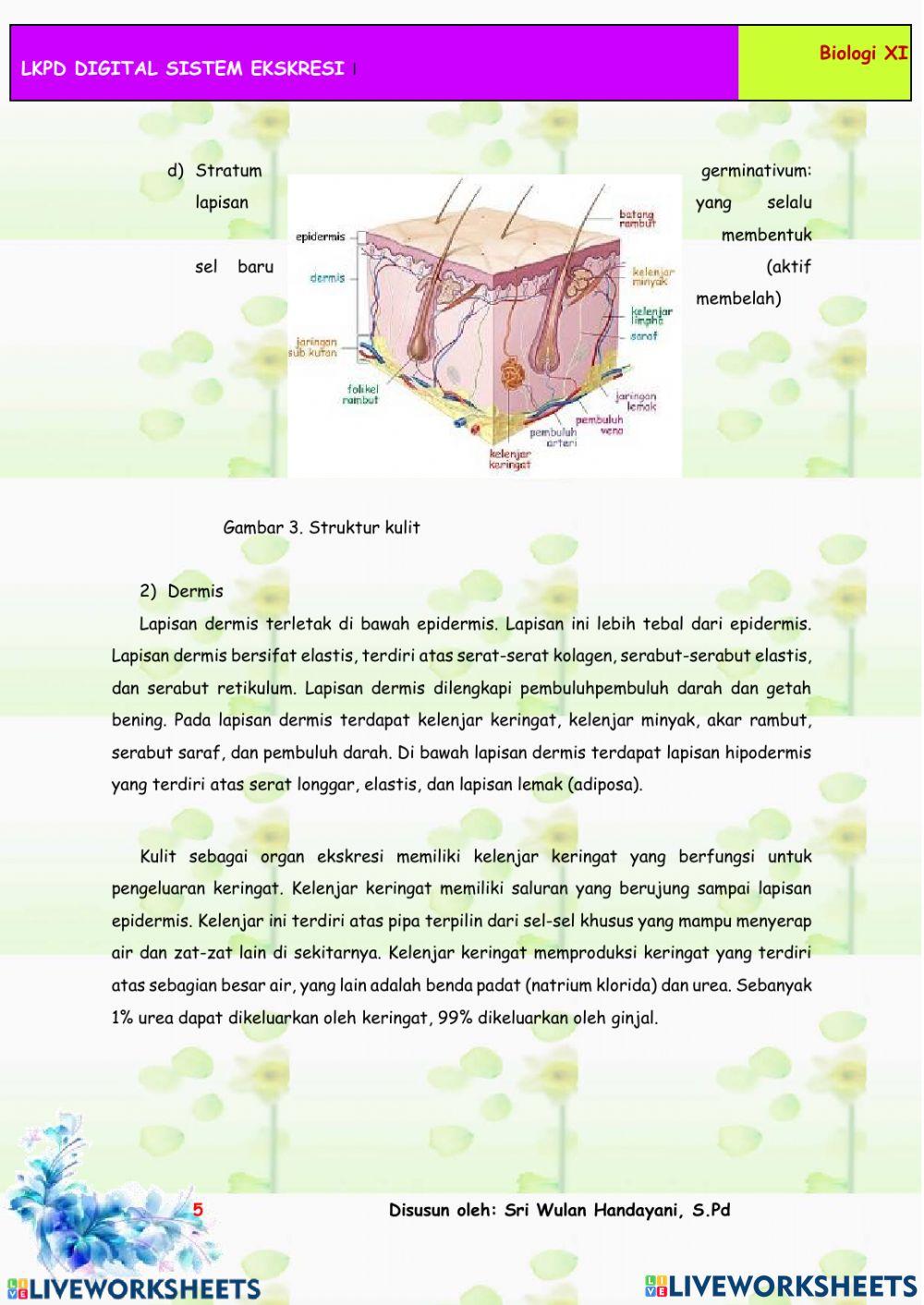 Sistem ekskresi pada manusia