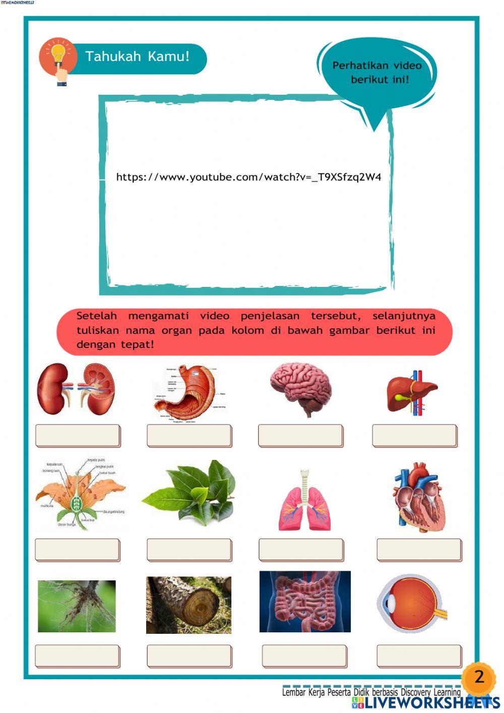 Lkpd sistem organisasi kehidupan