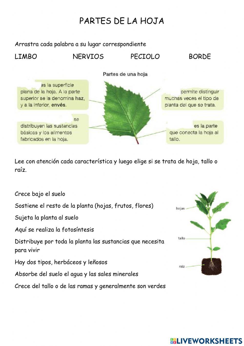 Partes de la planta