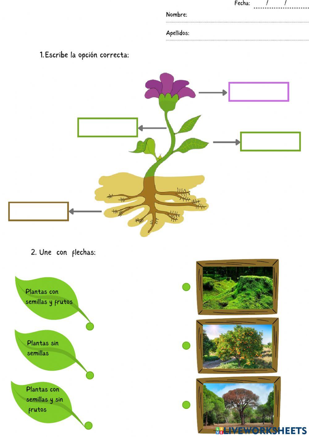 Partes de planta-Tipos de plantas
