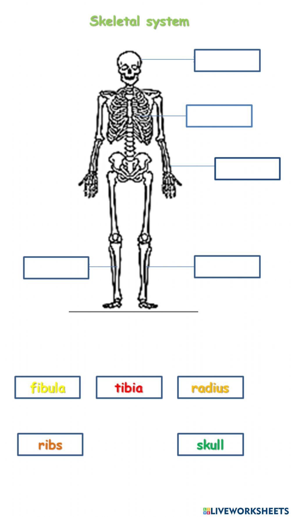 Skeletal system online pdf worksheet | Live Worksheets