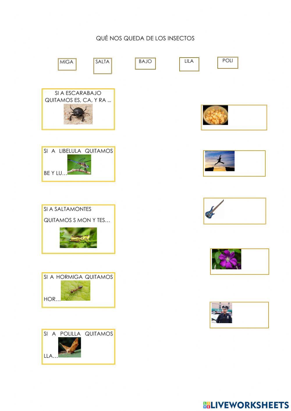Qué nos queda de los insectos