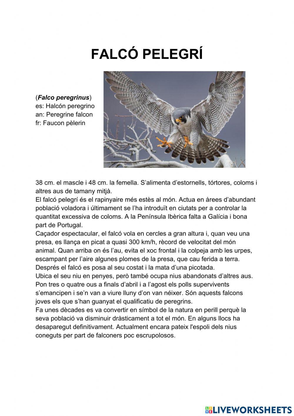 Falcó pelegrí