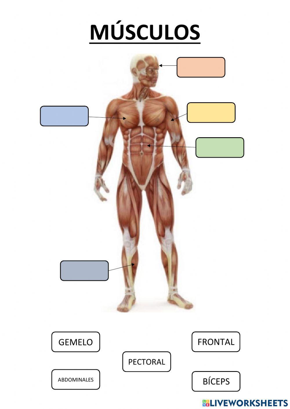 Los músculos