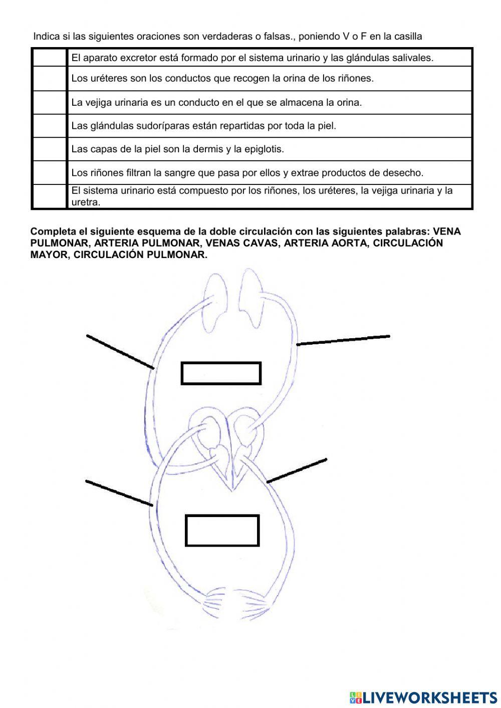 Circulatorio y excretor