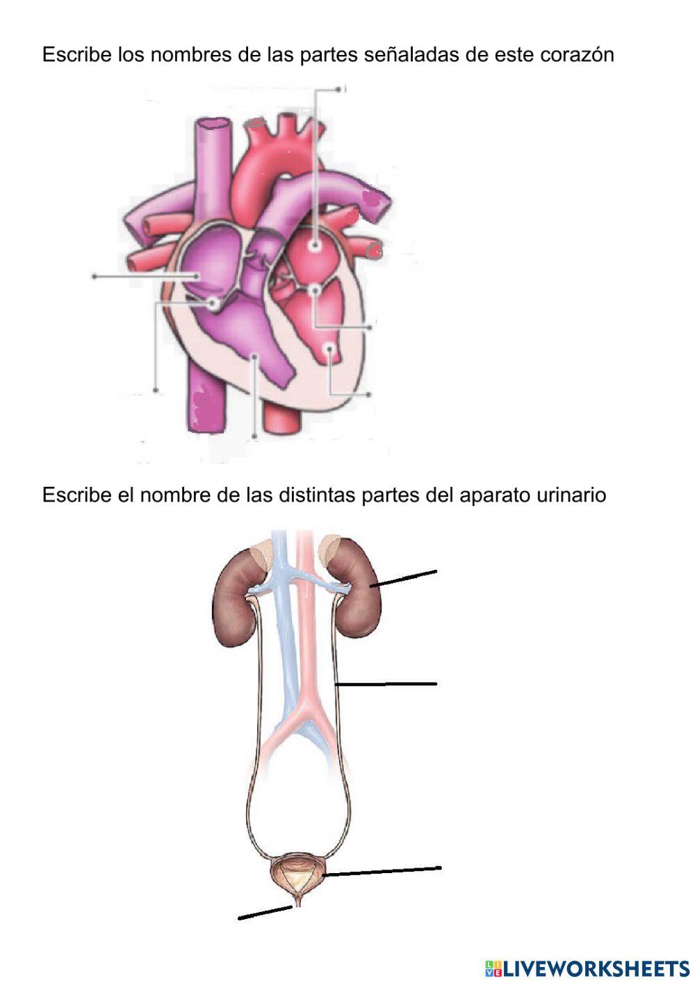 Circulatorio y excretor