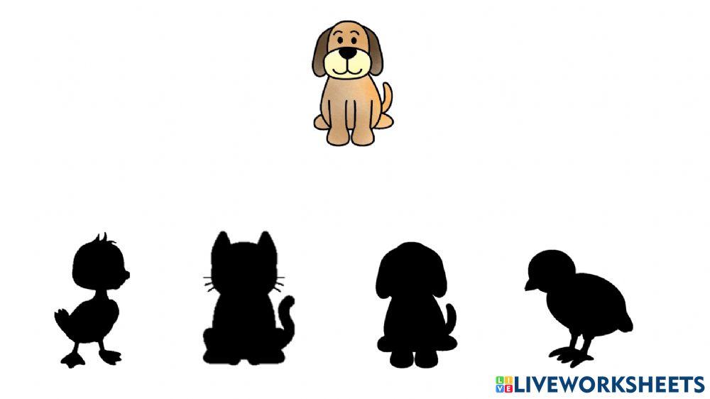 Atención y discriminación visual. Animales