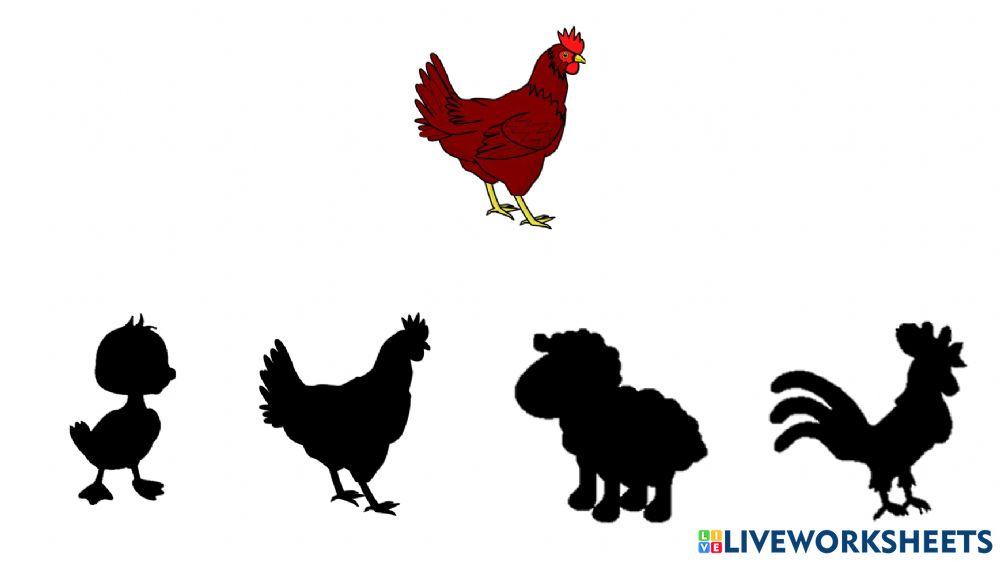 Atención y discriminación visual. Animales