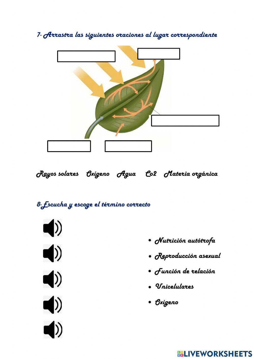 Las funciones vitales Las funciones vitales