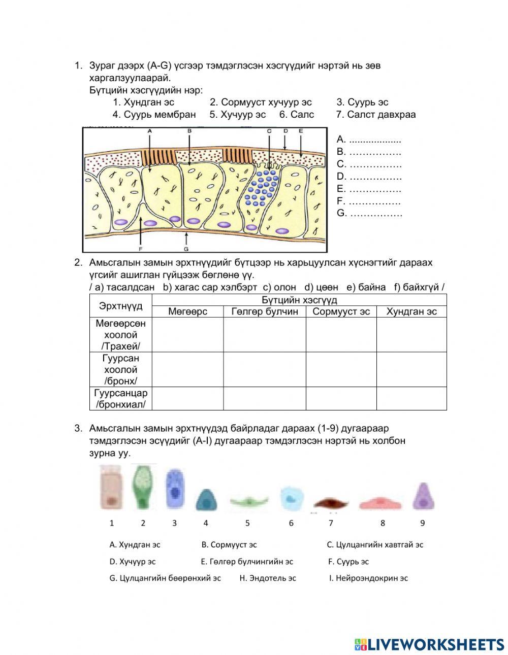 Амьсгалын замын эсүүд online exercise for | Live Worksheets